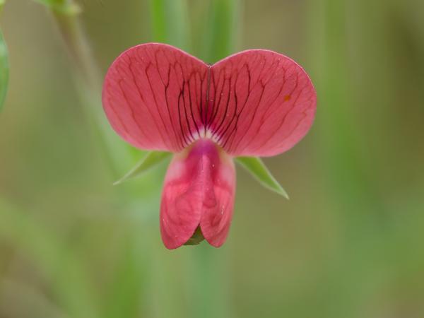 <h3>Lathyrus&nbsp;cicera / Red&nbsp;vetchling / </h3>OM-1 Mark II met OLYMPUS M.150-400mm F4.5, 1/2000 sec  bij F4.5, ISO 1250, afstand 1.605&nbsp;m